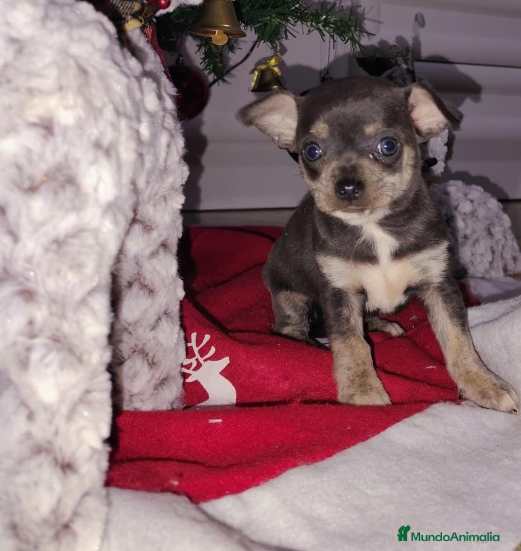 Chihuahua perros Chihuahua  - Anuncio 1