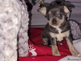 Chihuahua perros Chihuahua - Anuncio 1