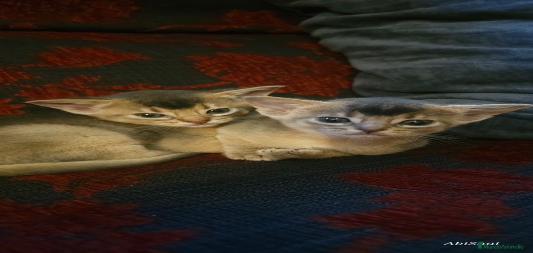 Imagen de galería {{count}}