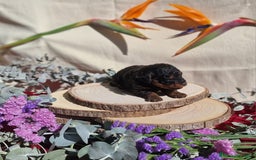 Caniche Toy perros en venta: Preciosos caniches phantom  - Anuncio 6