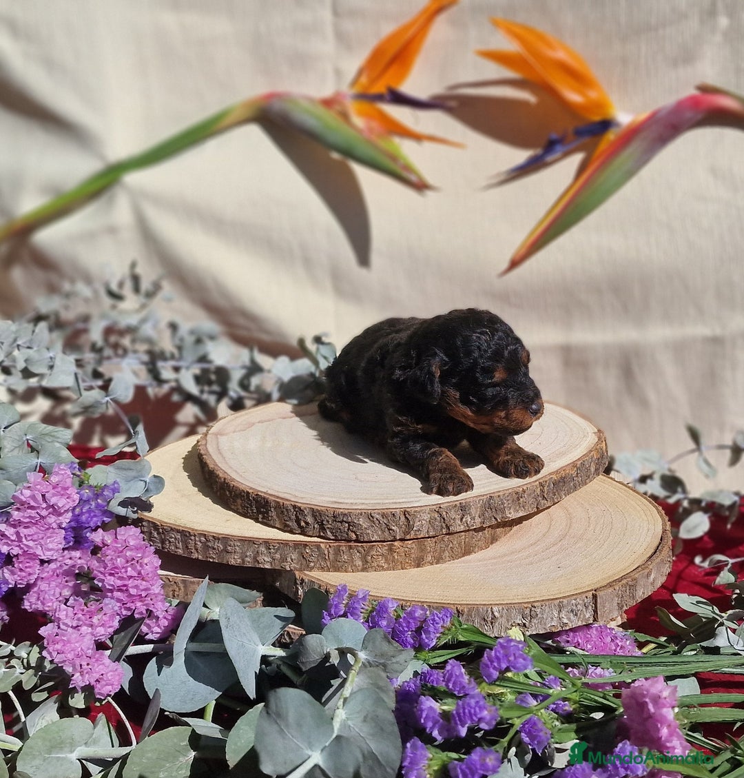 Caniche Toy perros en venta: Preciosos caniches phantom  - Anuncio 6