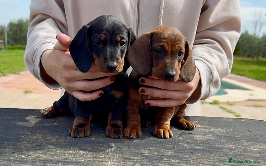 Teckel perros Cachorras teckel standard pelo corto - Anuncio 3