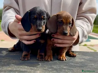 Teckel perros Cachorras teckel standard pelo corto - Anuncio 3