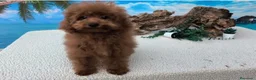Caniche Toy perros en venta: Caniches toy - Anuncio 4