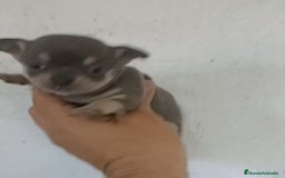 Chihuahua perros en venta: CACHORROS CHIHUAHUA  - Anuncio 2