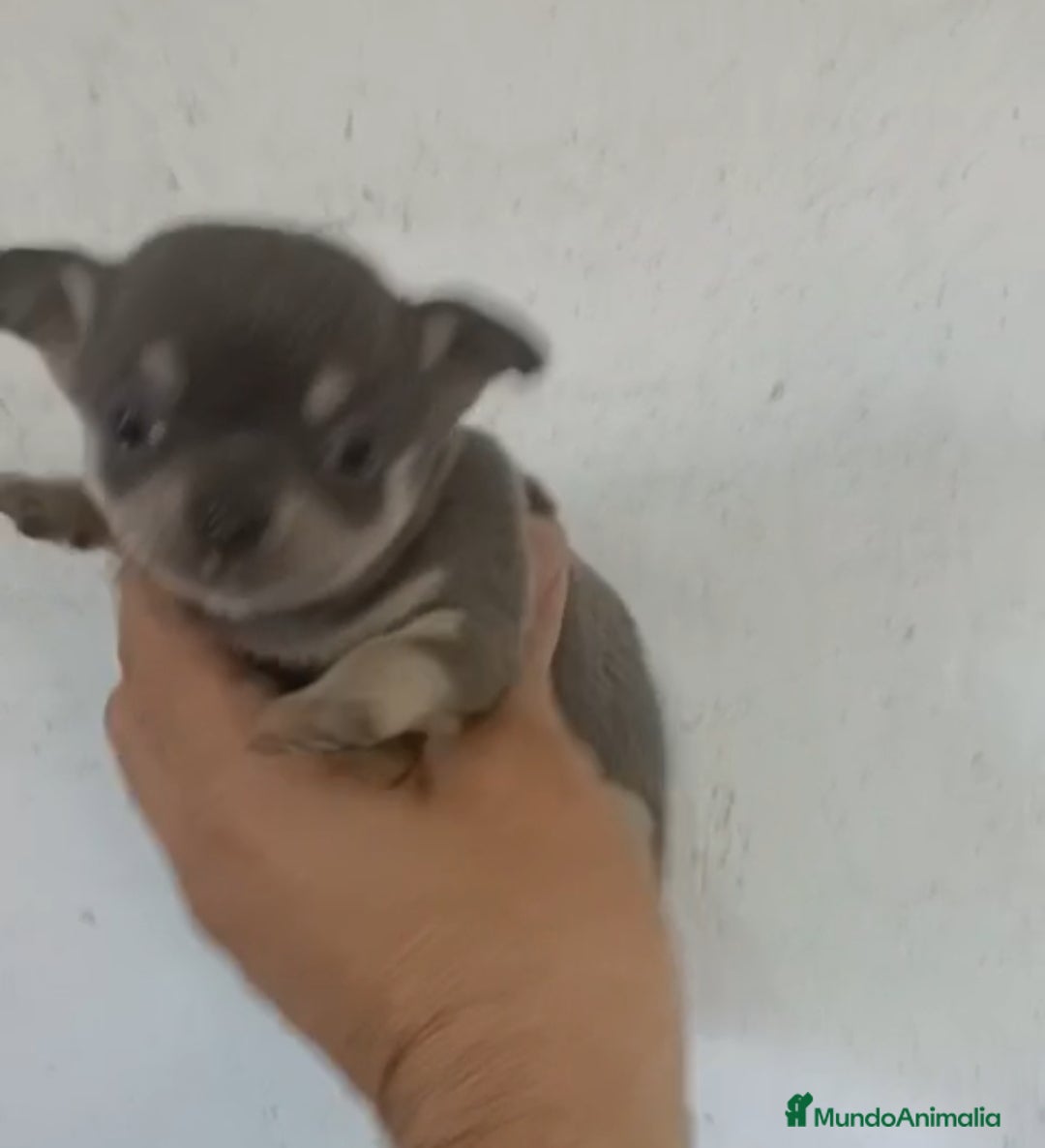 Chihuahua perros en venta: CACHORROS CHIHUAHUA  - Anuncio 2