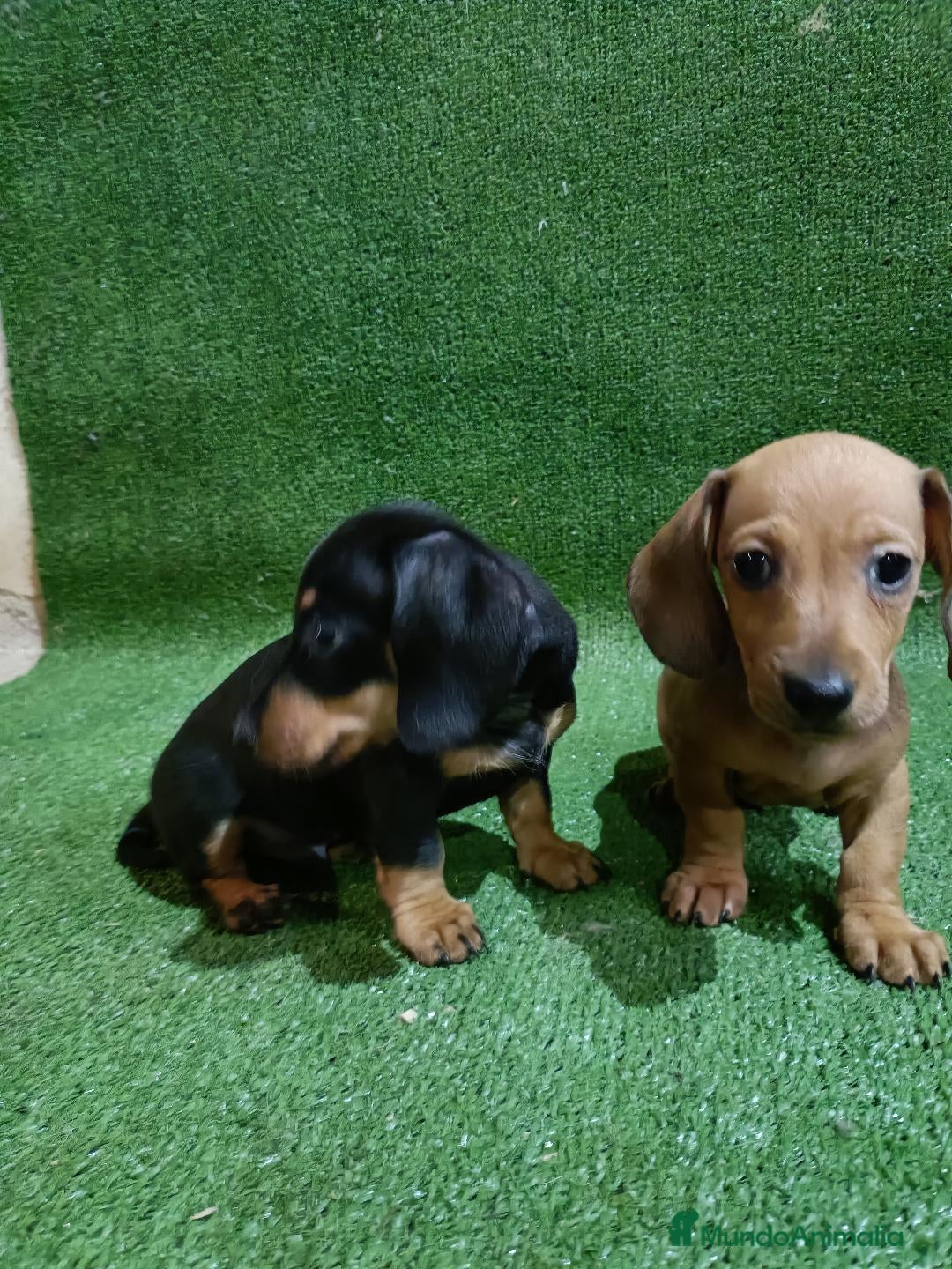 Teckel Miniatura perros en venta: Cachorros de TECKEL MINIATURA - Imagen 1