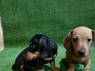 Teckel Miniatura perros - Anuncio 23