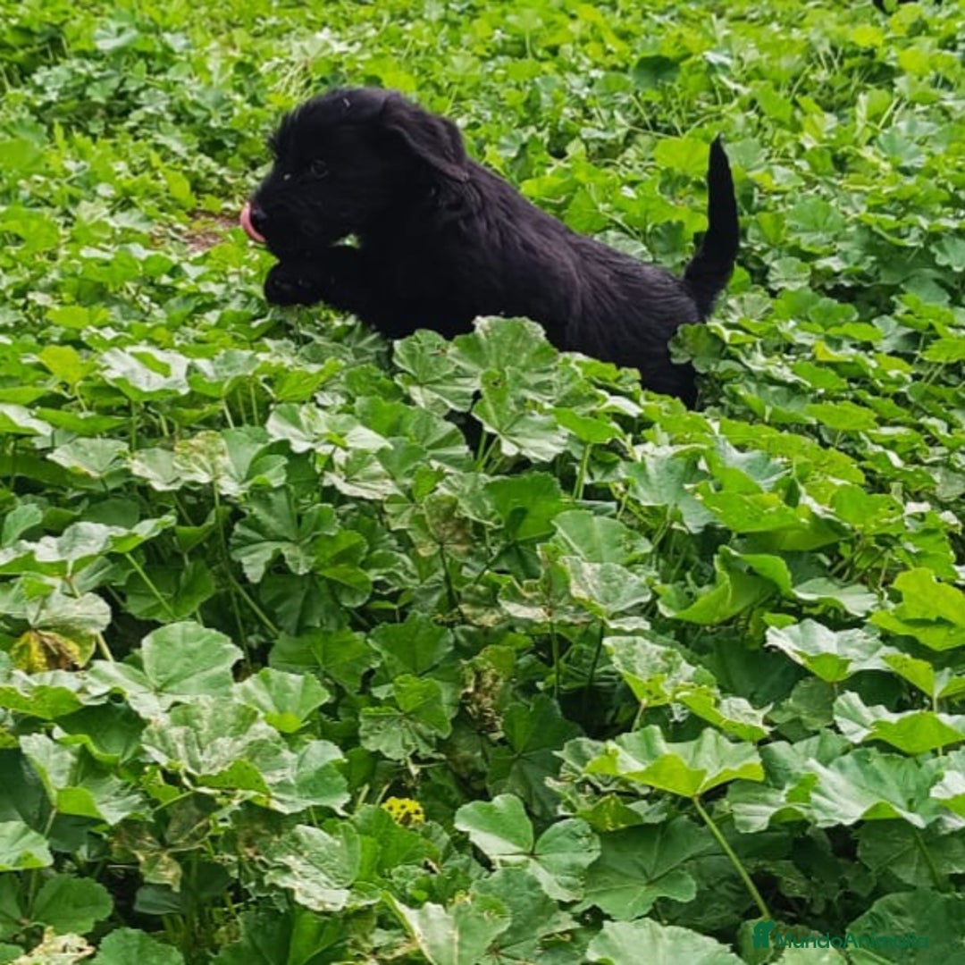 Schnauzer Gigante perros en venta: Schnauzer gigante  - Anuncio 3