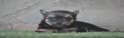 Yorkshire Terrier perros en venta: Magníficos cachorros de Yorkshire  - Anuncio 1