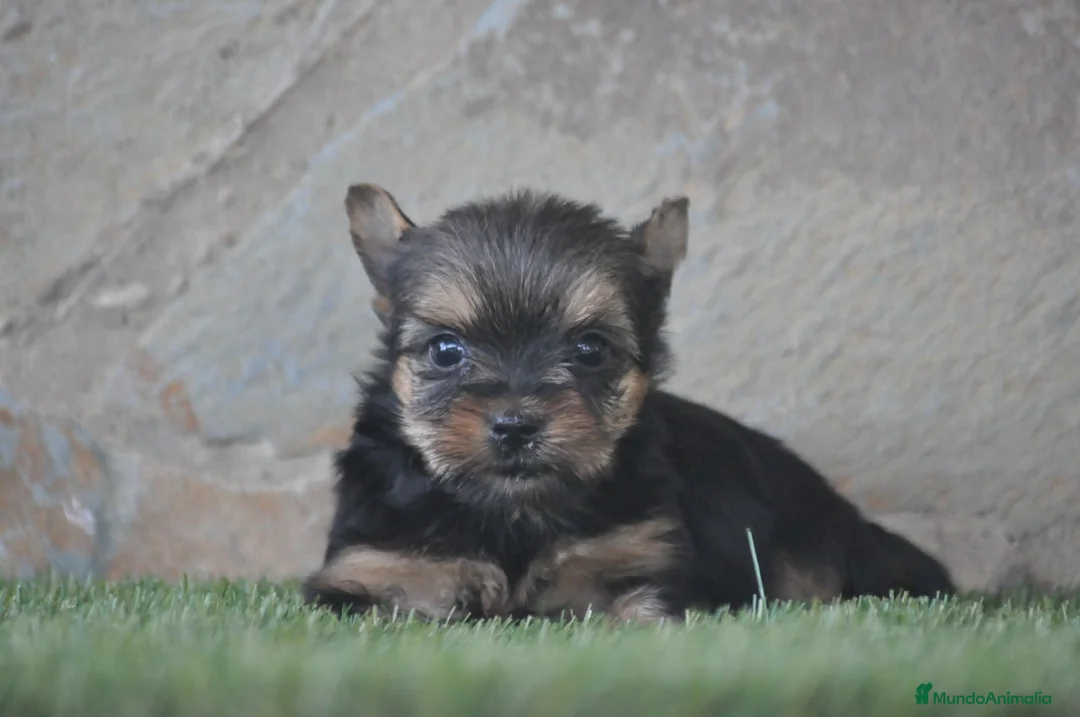 Yorkshire Terrier perros en venta: Magníficos cachorros de Yorkshire  - Anuncio 1