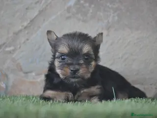 Yorkshire Terrier perros Magníficos cachorros de Yorkshire - Anuncio 1