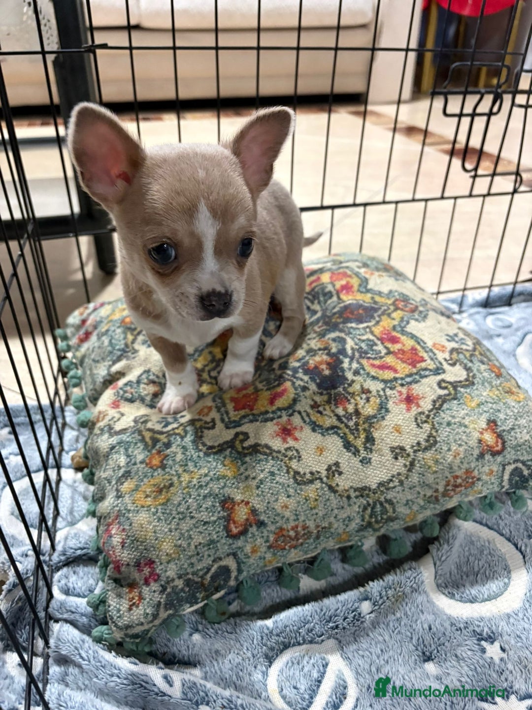 Chihuahua perros en venta: chihuahua toy marron blue ojos azules  - Anuncio 4