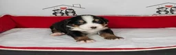 Boyero de Berna perros en venta: boyero de berna - Anuncio 4