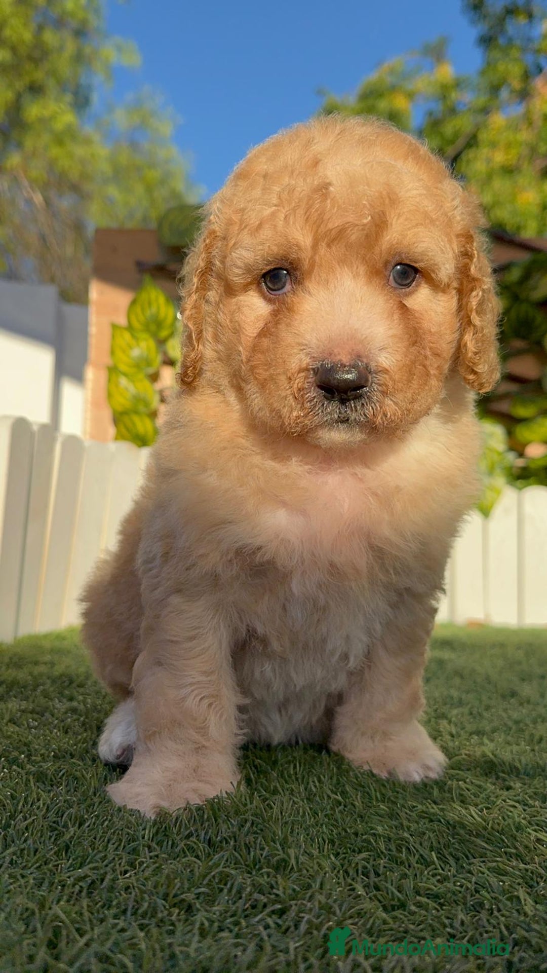 Perro de Agua Español perros en venta: PERRO DE AGUA ESPAÑOL  - Imagen 12
