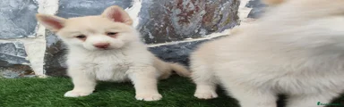 Pomsky 1