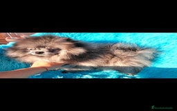 Pomerania perros en venta: Preciosa pomerania merle  - Imagen 5