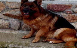 Pastor Alemán perros en venta: Pastores alemanes  - Imagen 11