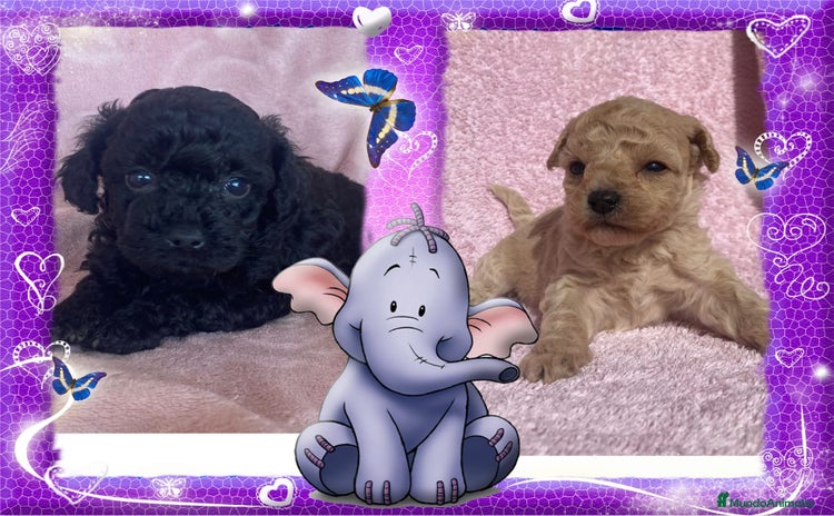 Caniche Toy perros - Propaganda 3