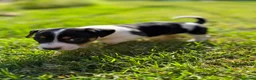Jack Russell Terrier perros en venta: Disponible Machos de Jack Rusell - Anuncio 3