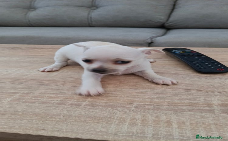 Chihuahua perros - Anuncio 3