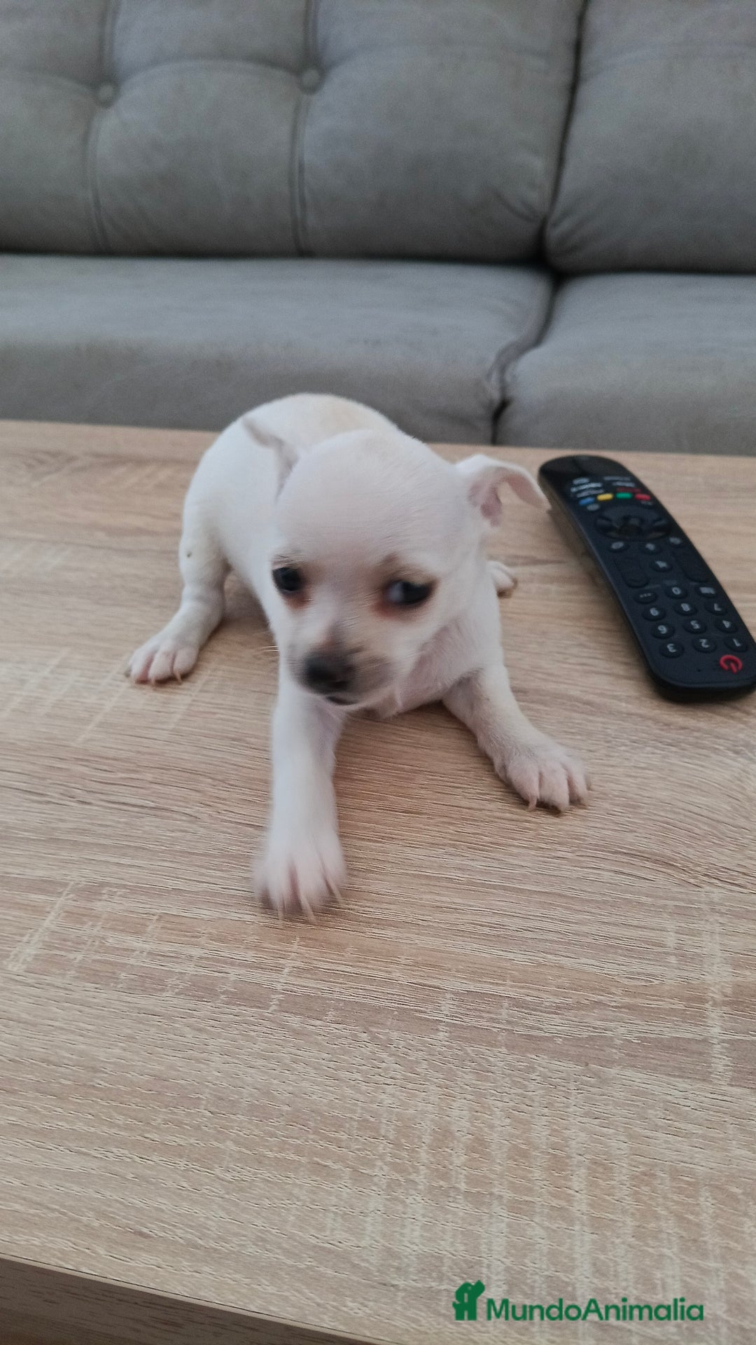 Chihuahua perros en venta: Chihuahua  - Imagen 1