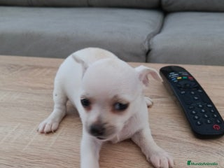 Chihuahua perros - Anuncio 1