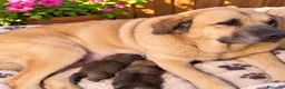 Mastín Español perros en venta: IMPRESIONANTES MASTIN ESPAÑOL - Anuncio 1