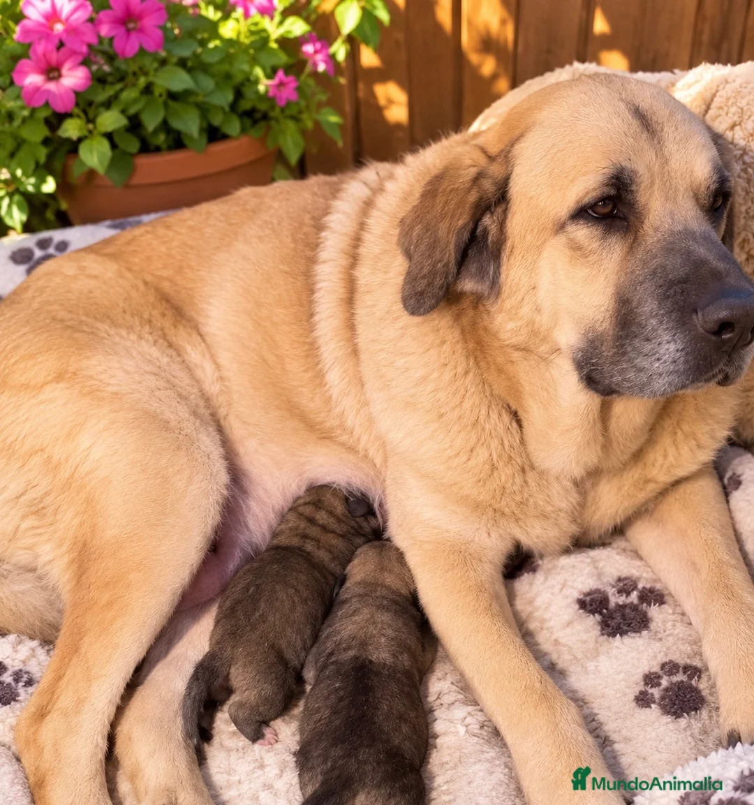 Mastín Español perros en venta: IMPRESIONANTES MASTIN ESPAÑOL - Anuncio 1