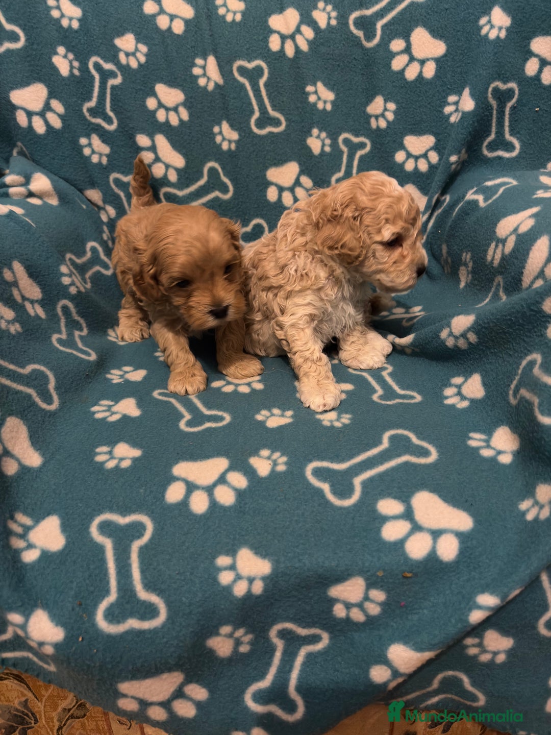 Maltipoo perros en venta: Maltipoo - Anuncio 3