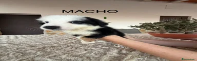 Border Collie 1