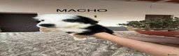 Border Collie perros en venta: Border collie  - Anuncio 3