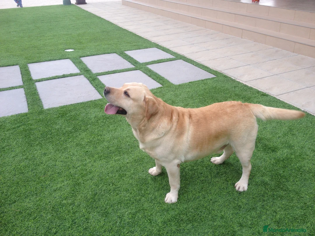 Imagen de galería {{count}}