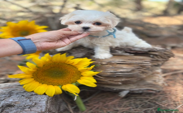 Bichón Maltés perros - Propaganda 5