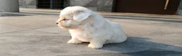 Bichón Maltés perros en venta: Bichon maltés  - Anuncio 3