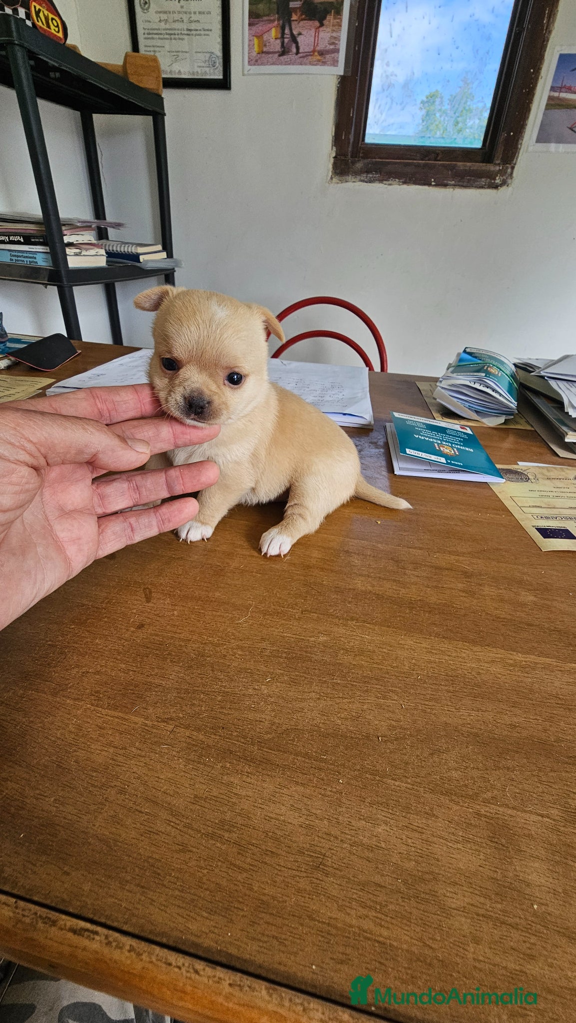 Chihuahua perros Espectacular hembra de Chihuahua  - Anuncio 2