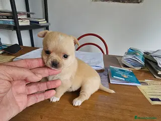 Chihuahua perros Espectacular hembra de Chihuahua - Anuncio 4