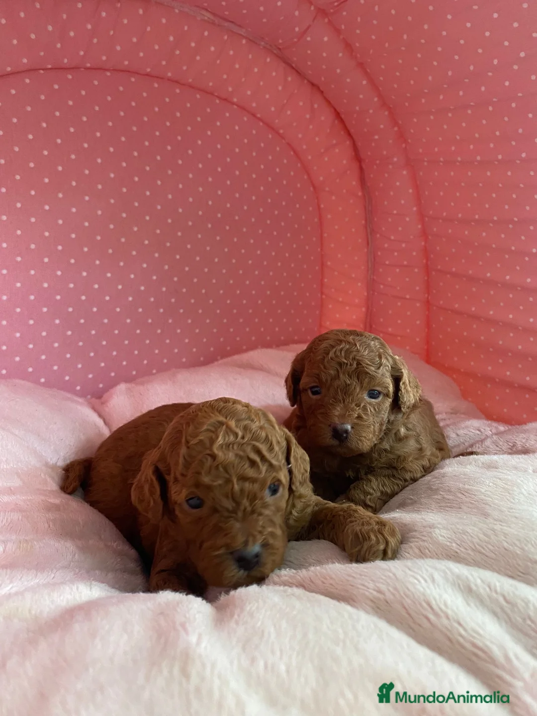 Caniche Enano perros en venta: CANICHES ENANOS ROJOS - Anuncio 11