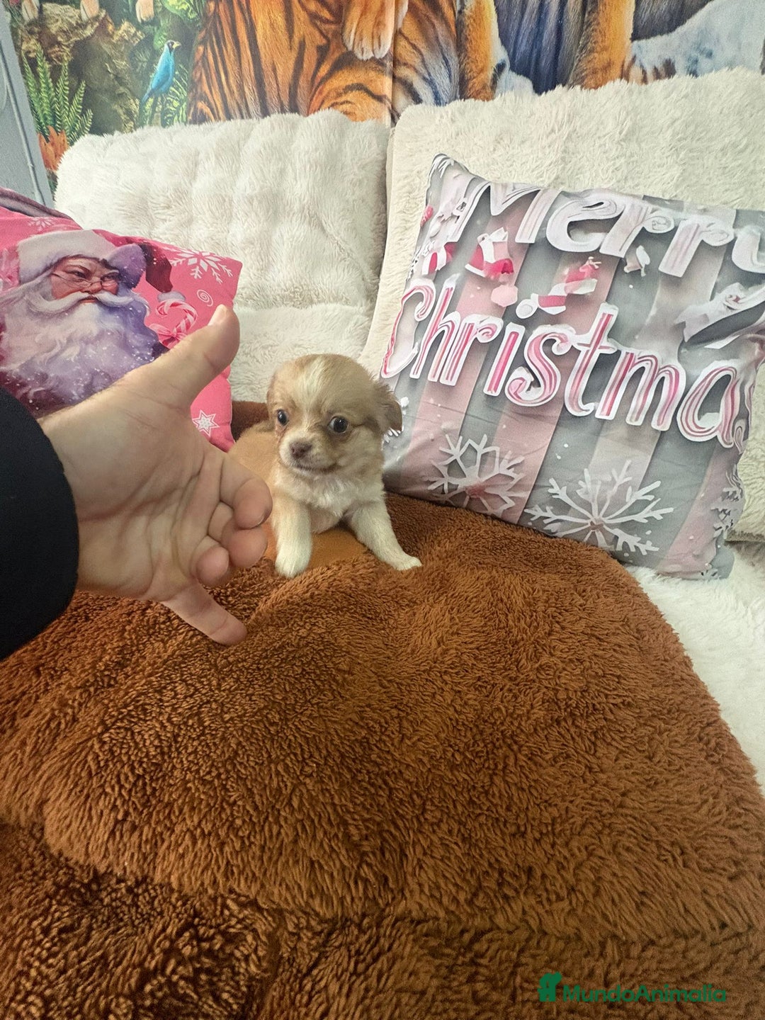 Chihuahua perros en venta: Chihuahua toy pelo largo  - Anuncio 2