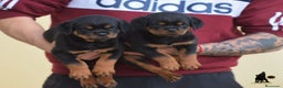 Rottweiler perros en venta: Rottvale kennel criadero desde el año 2012 en Valencia - Anuncio 1