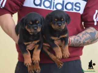 Rottweiler perros Rottvale kennel criadero desde el año 2012 en Valencia - Anuncio 1