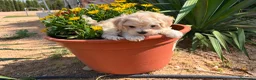 Maltipoo perros en venta: Maltipoo toy macho !!!! - Anuncio 1