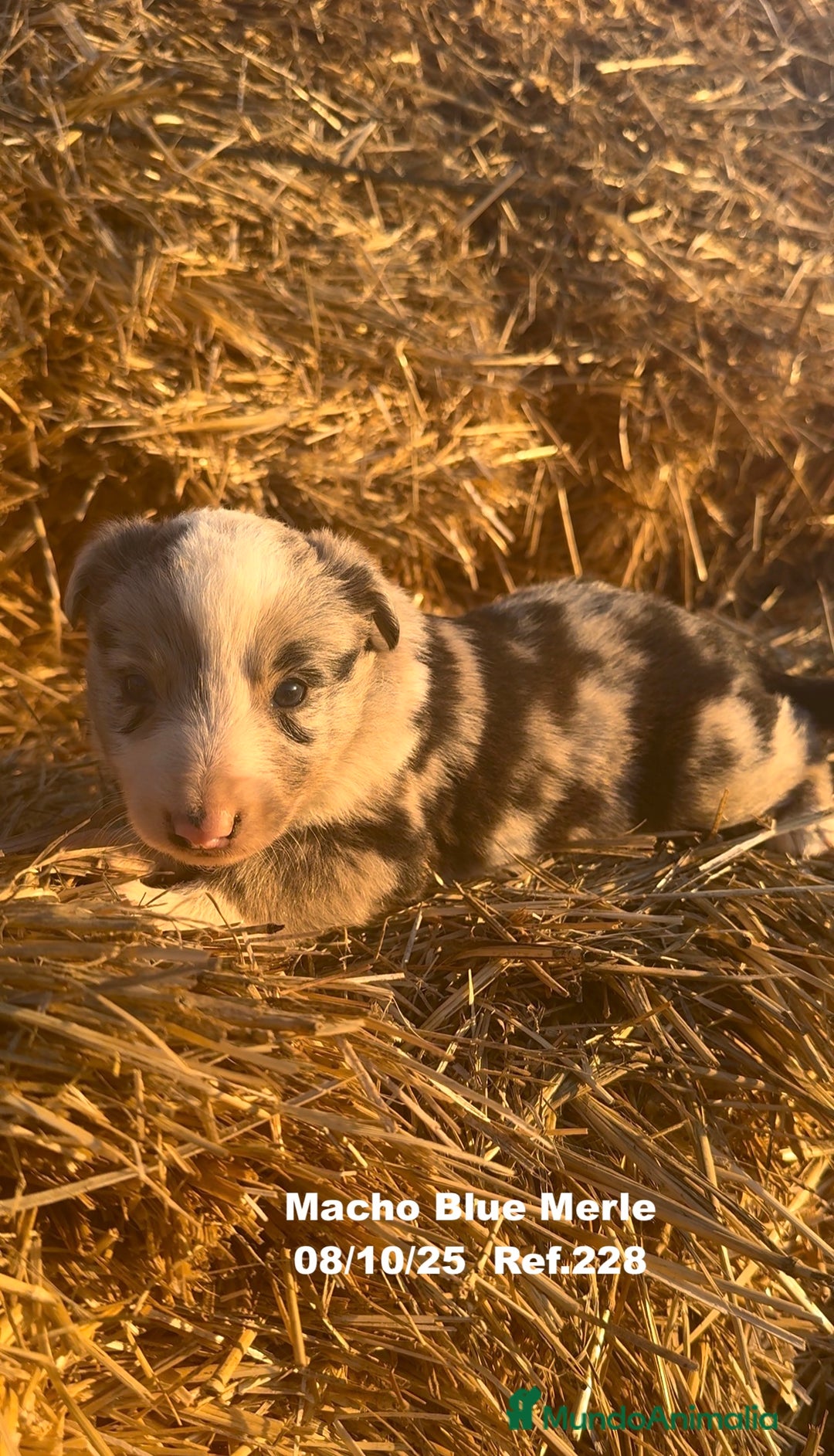 Border Collie perros en venta: Border Collie Blue Merle - Anuncio 23