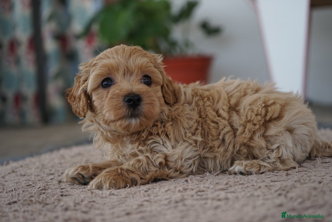 Maltipoo perros en venta: 🌟 Pequeños, tiernos y llenos de vida 💛 - Imagen 11