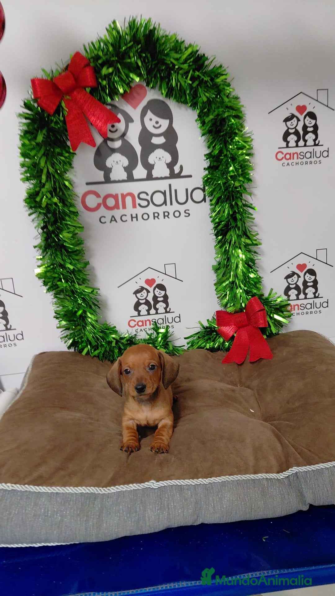 Teckel perros en venta: Teckel  - Anuncio 2