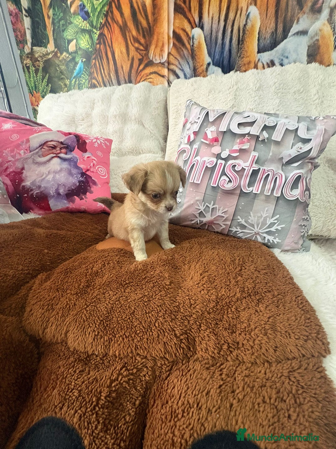 Chihuahua perros en venta: Chihuahua toy pelo largo  - Anuncio 4