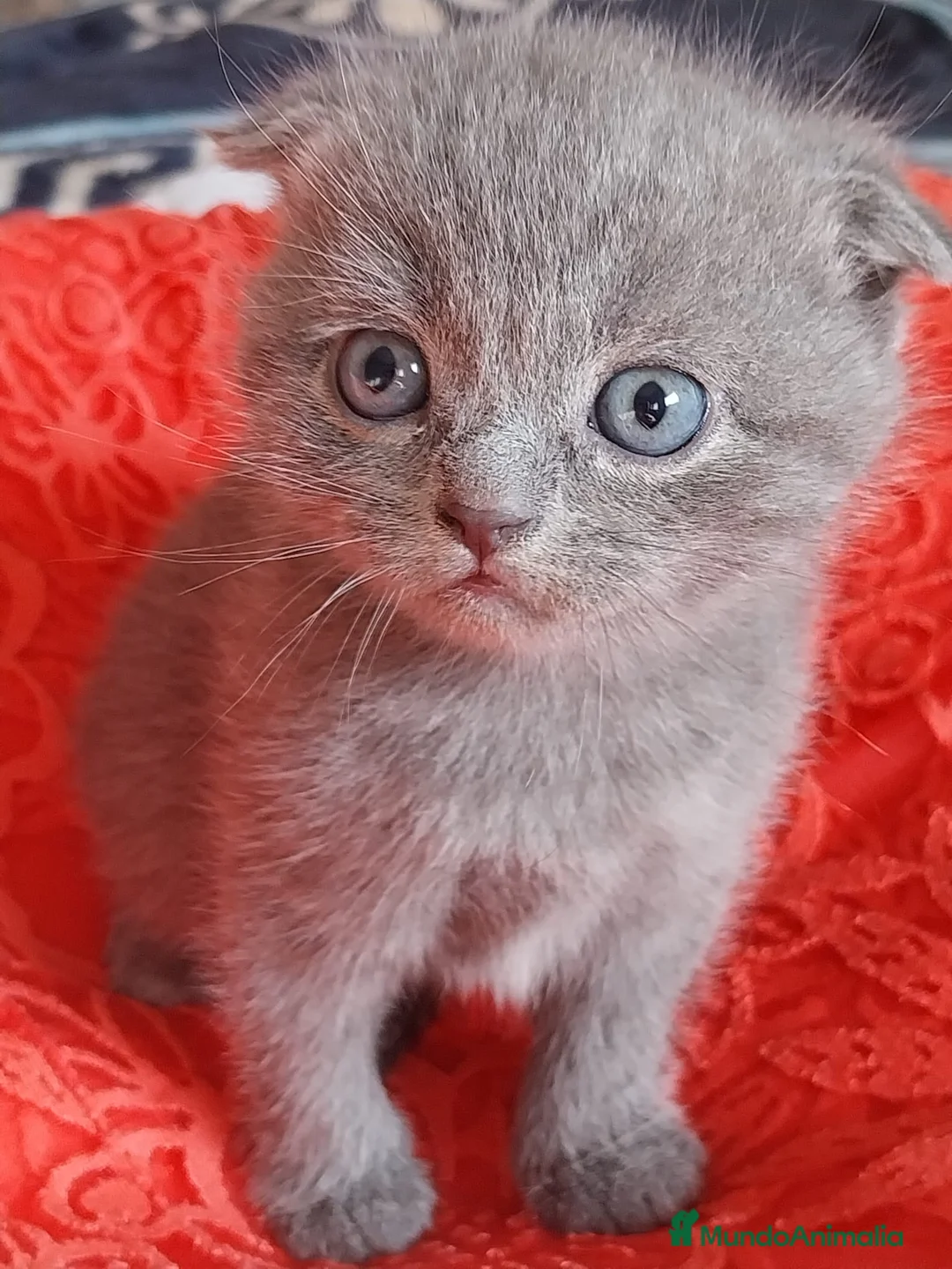 Scottish Fold gatos en venta: Scottish Fold  - Anuncio 2