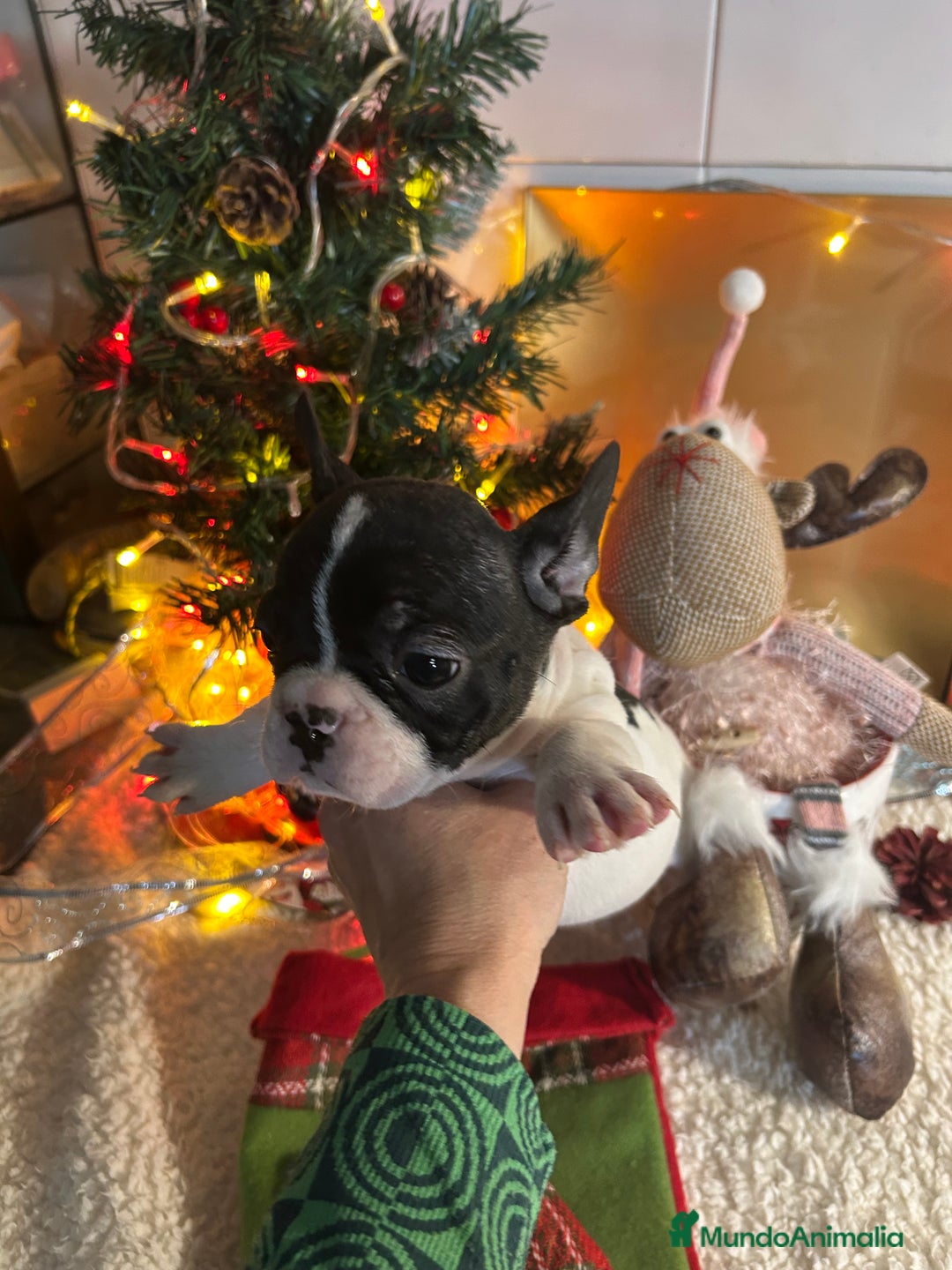 Bulldog Francés perros en venta: Bulldog francés  - Anuncio 5