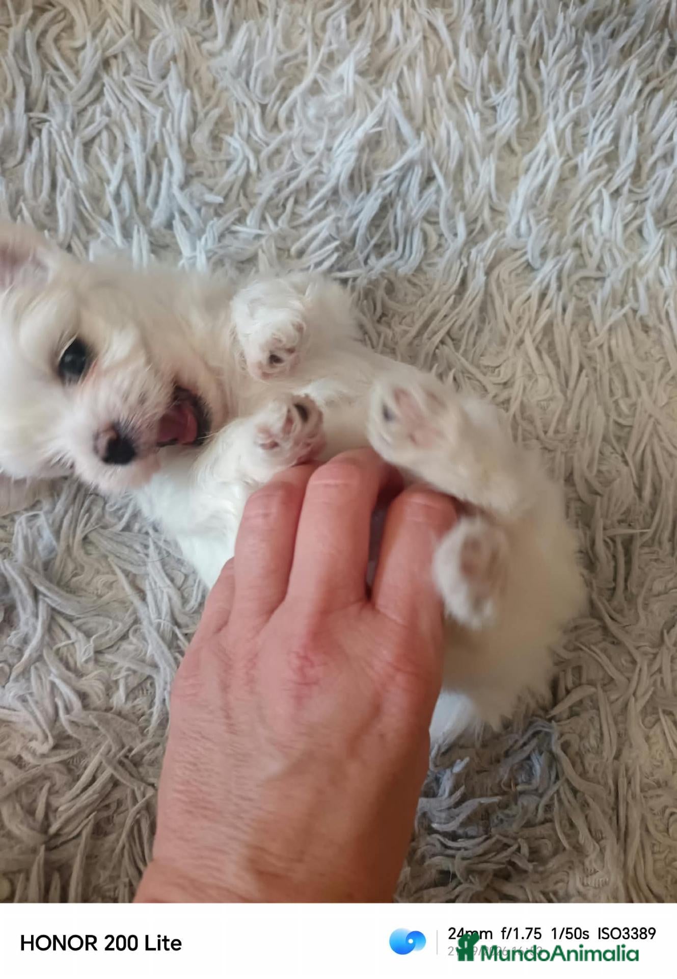 Maltipoo perros Bichoncito Macho - Anuncio 1