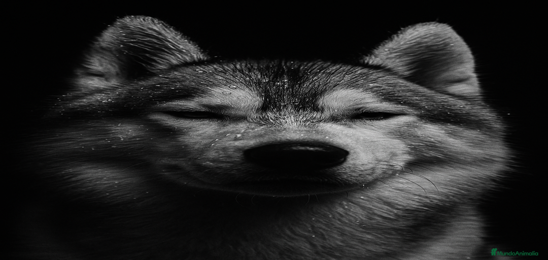 Imagen de galería {{count}}